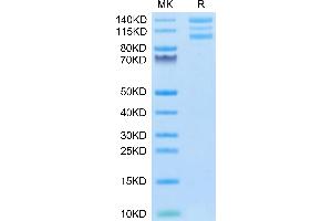 Human ITGAV&ITGB6 on Tris-Bis PAGE under reduced conditions. (Integrin alpha V beta 6 (ITGAV & ITGB6) Heterodimer (AA 31-992) protein (His-Avi Tag))