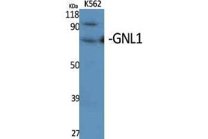 Western Blotting (WB) image for anti-Guanine Nucleotide Binding Protein Like Protein 1 (GNL1) (N-Term) antibody (ABIN3175300) (GNL1 Antikörper  (N-Term))