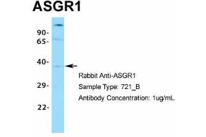 Host:  Rabbit  Target Name:  ASGR1  Sample Type:  721_B  Antibody Dilution:  1. (Asialoglycoprotein Receptor 1 Antikörper  (N-Term))