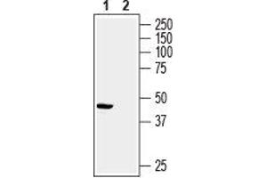 Western blot analysis of rat heart membrane: - 1. (Presenilin 2 Antikörper  (Intracellular))
