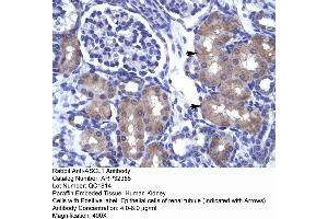 Human kidney (ASCL1 Antikörper  (N-Term))