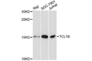 Western blot analysis of extracts of various cell lines, using TCL1B antibody. (TCL1B Antikörper  (AA 1-128))