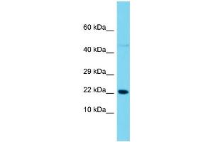 Host: Rabbit  Target Name: Snx12  Sample Tissue: Rat Pancreas lysates  Antibody Dilution: 1.