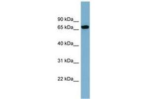 Image no. 1 for anti-Sorting Nexin 18 (SNX18) (AA 107-156) antibody (ABIN6742154)