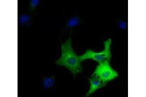 Immunofluorescence (IF) image for anti-Dynein, Cytoplasmic 1, Light Intermediate Chain 1 (DYNC1LI1) antibody (ABIN1497931) (DYNC1LI1 Antikörper)