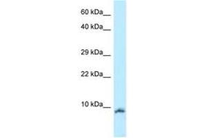 Oxytocin Antikörper  (AA 11-60)