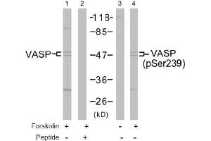 Image no. 2 for anti-Vasodilator-Stimulated phosphoprotein (VASP) (pSer239) antibody (ABIN196882) (VASP Antikörper  (pSer239))