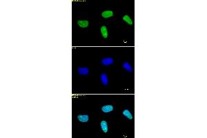 Histone H3 dimethyl Lys27 antibody tested by immunofluorescence. (Histone 3 Antikörper  (2meLys27))