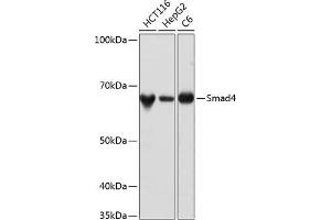 Western blot analysis of extracts of various cell lines, using Smad4 antibody (ABIN7270340) at 1:1000 dilution. (SMAD4 Antikörper)