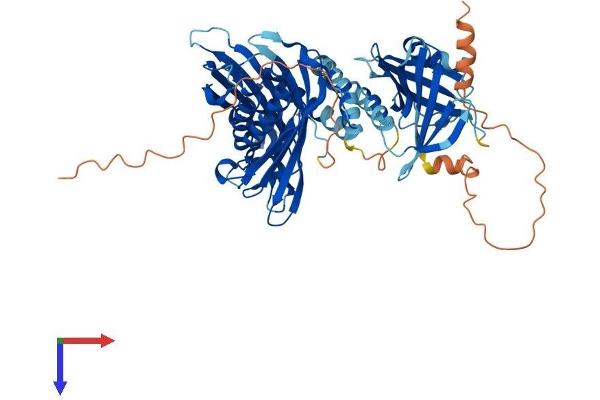 ACOT11 Protein (AA 1-607) (His tag)
