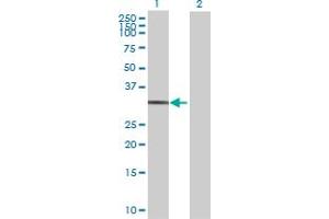 Western Blot analysis of STX12 expression in transfected 293T cell line by STX12 MaxPab polyclonal antibody. (Syntaxin 12 Antikörper  (AA 1-276))