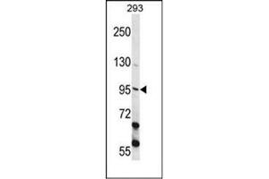 Western blot analysis of ECT2 Antibody  in 293 cell line lysates (35ug/lane). (ECT2 Antikörper  (Middle Region))
