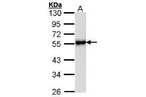 WB Image Sample (30 ug of whole cell lysate) A: Hela 10% SDS PAGE antibody diluted at 1:1000 (KISS1R Antikörper)