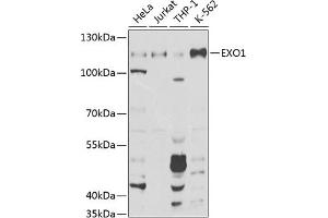 Western blot analysis of extracts of various cell lines, using EXO1 Antibody (ABIN6129824, ABIN6140356, ABIN6140357 and ABIN6219087) at 1:1000 dilution. (Exonuclease 1 Antikörper  (AA 601-846))