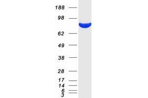 Western Blotting (WB) image for Heat Shock Protein 90kDa alpha (Cytosolic), Class A Member 1 (HSP90AA1) (Transcript Variant 2) protein (Myc-DYKDDDDK Tag) (ABIN2723091)