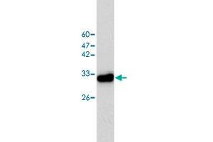 Western blot analysis of HeLa whole cell lystae with CAPZA1 monoclonal antibody, clone 2  at 1:1000 dilution. (CAPZA1 Antikörper)