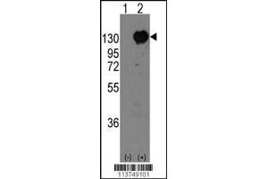Western blot analysis of CDH15 using rabbit polyclonal CDH15 Antibody using 293 cell lysates (2 ug/lane) either nontransfected (Lane 1) or transiently transfected with the CDH15 gene (Lane 2). (Cadherin Antikörper  (C-Term))