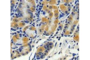 IHC-P analysis of stomach tissue, with DAB staining. (CPN2 Antikörper  (AA 249-540))