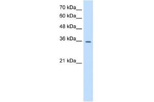 TRPM5 antibody used at 0. (TRPM5 Antikörper  (N-Term))