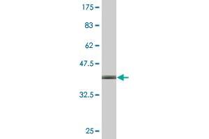Western Blot detection against Immunogen (37.