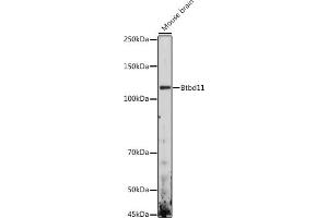 Western blot analysis of extracts of Mouse brain, using Btbd11 antibody (ABIN7265953) at 1:1000 dilution. (BTBD11 Antikörper)