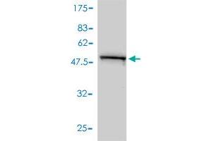 Western Blotting (WB) image for anti-Prohibitin (PHB) (AA 1-272) antibody (ABIN562206)