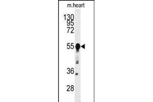 Western blot analysis of anti-BACE1 Antibody (N-term) (ABIN392201 and ABIN2841902) in mouse heart tissue lysates (35 μg/lane). (BACE1 Antikörper  (N-Term))