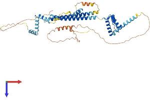 PBX3 Protein (AA 1-434) (His tag)