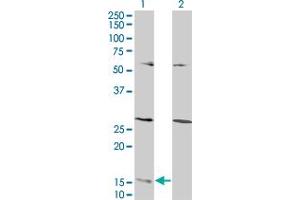 Western Blot analysis of GHRL expression in transfected 293T cell line by GHRL monoclonal antibody (M07), clone 1C8. (Ghrelin Antikörper  (AA 1-117))