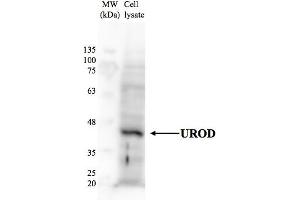 Human HepG2 (UROD Antikörper  (N-Term))