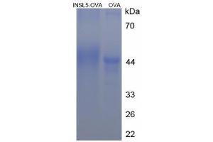 Insulin-Like 5 (INSL5) (AA 115-135) peptide (Ovalbumin)