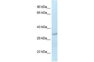 Western Blot showing Sult1c2 antibody used at a concentration of 1.