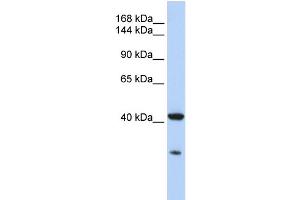 Western Blotting (WB) image for anti-GNAS Complex Locus (GNAS) (N-Term) antibody (ABIN2775542)