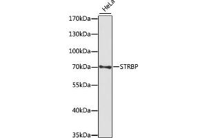 Western blot analysis of extracts of HeLa cells, using STRBP antibody (ABIN7270523) at 1:1000 dilution. (STRBP Antikörper  (AA 40-190))