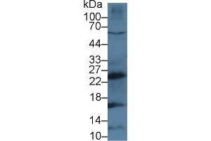Western Blotting (WB) image for anti-Cathepsin G (CTSG) (AA 21-261) antibody (ABIN7435691)