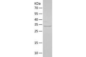 Western Blotting (WB) image for Polymerase (RNA) III (DNA Directed) Polypeptide F, 39 KDa (POLR3F) (AA 1-316) protein (His tag) (ABIN7124525) (POLR3F Protein (AA 1-316) (His tag))