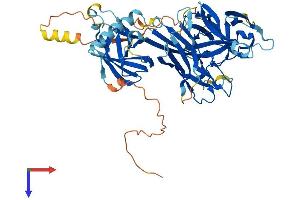 RBPJL Protein (AA 1-517) (His tag)