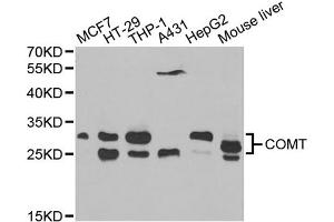 Western blot analysis of extracts of various cell lines, using COMT antibody (ABIN1871958) at 1:1000 dilution. (COMT Antikörper)