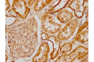 IHC image of ABIN7171189 diluted at 1:1200 and staining in paraffin-embedded human kidney tissue performed on a Leica BondTM system. (Syndecan 1 Antikörper  (AA 23-254))