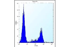 CASC4 Antibody (C-term) (ABIN654468 and ABIN2844202) flow cytometric analysis of Neuro-2a cells (right histogram) compared to a negative control cell (left histogram). (CASC4 Antikörper  (C-Term))