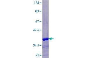 WAP Four-Disulfide Core Domain 6 (WFDC6) (AA 1-86) protein (GST tag)