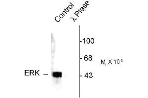 Image no. 1 for anti-MAPK1/2 (pThr202), (pTyr204) antibody (ABIN361504)