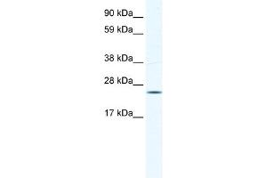 KCTD6 antibody used at 0.