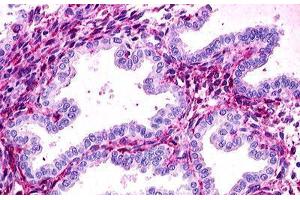 Image no. 1 for anti-Relaxin/insulin-Like Family Peptide Receptor 1 (RXFP1) (C-Term) antibody (ABIN1049304) (RXFP1 Antikörper  (C-Term))