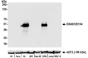 Western Blotting (WB) image for anti-Tumor Necrosis Factor Receptor Superfamily, Member 4 (TNFRSF4) (AA 29-216) antibody (ABIN7454031)