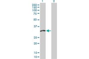 Western Blot analysis of FMO5 expression in transfected 293T cell line by FMO5 MaxPab polyclonal antibody. (FMO5 Antikörper  (AA 1-285))
