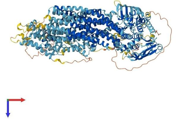 ABCC10 Protein (AA 1-1501) (His tag)
