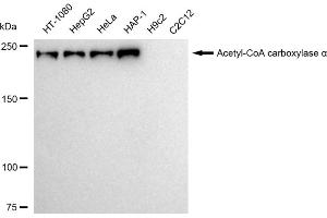 Western blotting analysis using Acetyl-CoA carboxylase alpha antibody (ABIN7797444). (Rekombinanter Acetyl-CoA Carboxylase alpha Antikörper)