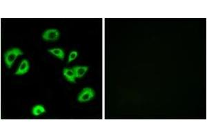 Immunofluorescence analysis of A549 cells, using LILRB4 Antibody. (LILRB4 Antikörper  (AA 201-250))