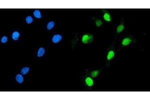 IF analysis of Geminin/GMNN using anti-Geminin/GMNN antibody (ABIN7600598). (Geminin Antikörper  (AA 21-196))